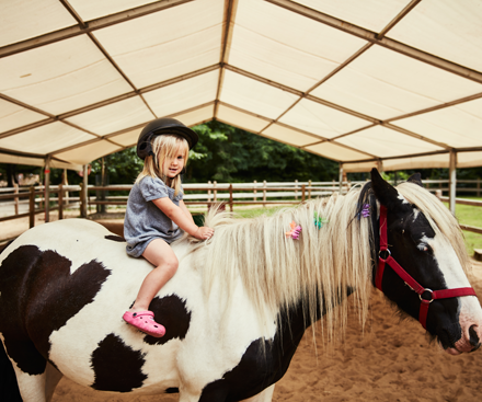 Pony Experience