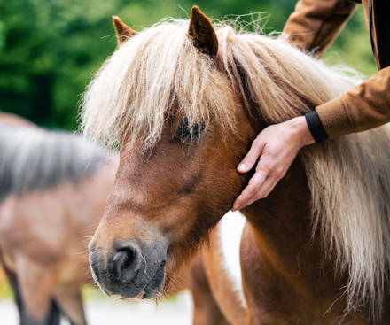 Pony Ride